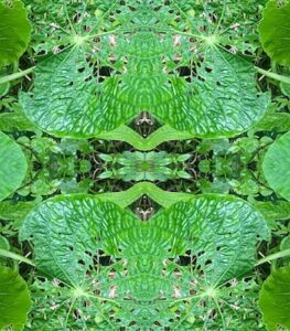 photosymmetry of bear faces made by leafcutter ants
