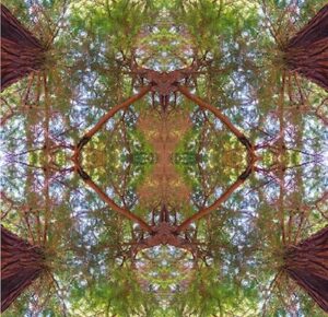 photo of tree canopy