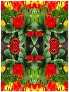 Red tulips and leaves forming the faces of frogs