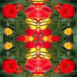 Red and yellow tulips with greenery