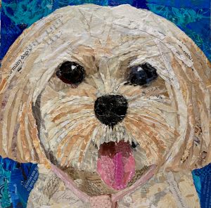 collage of a white cavapoo dog