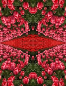 Red diamond image from tulips
