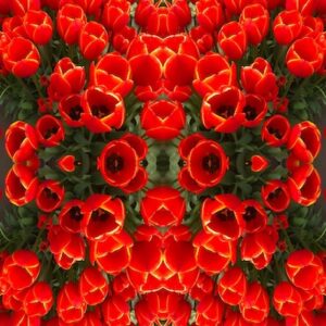 Red tulips creating the shape of a face