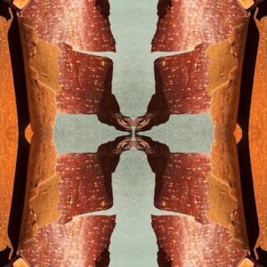 Eyes in brown bark