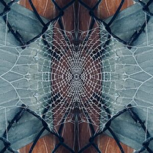 chain link fence with a spider web